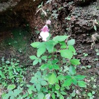 Impatiens appendiculata Arn.